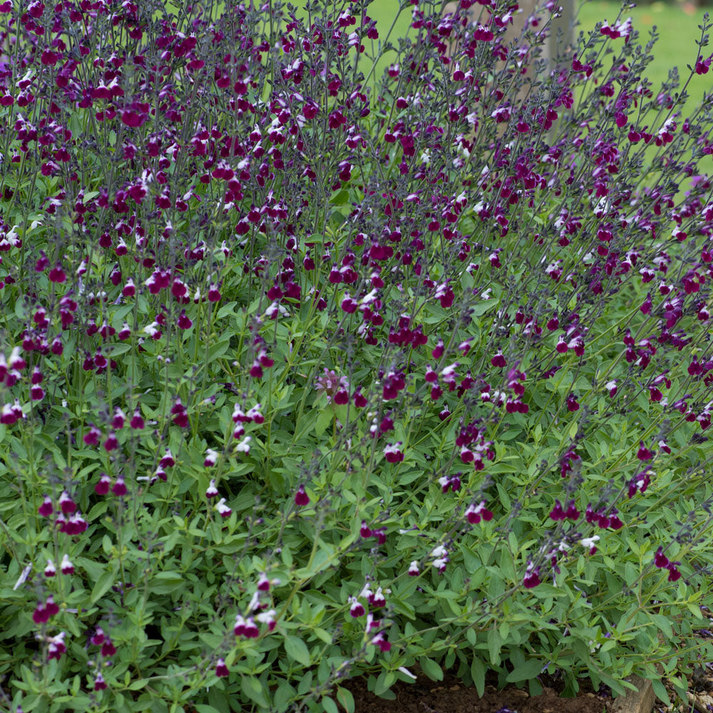 Salvia 'Amethyst Lips'