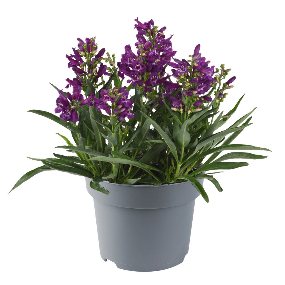 Penstemon Rock Candy Purple