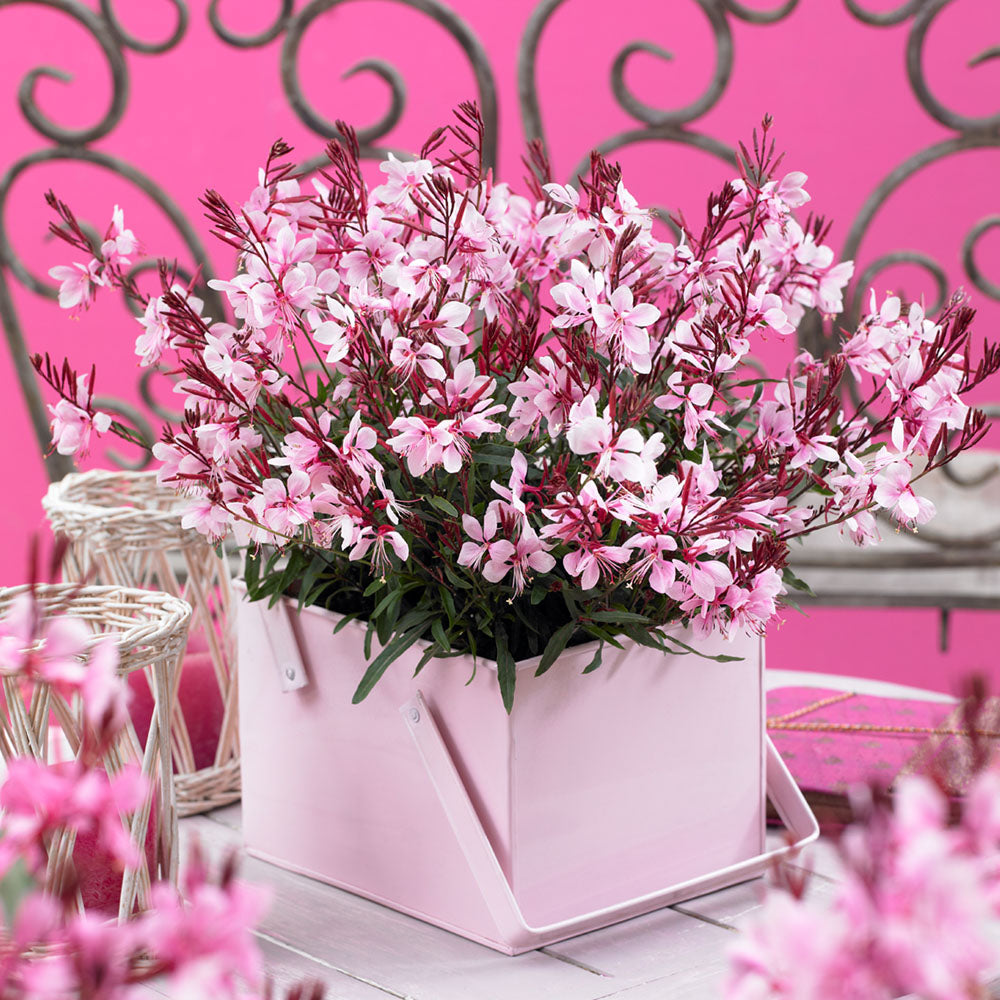 Gaura (Oenothera) Gaudi Compact Pink