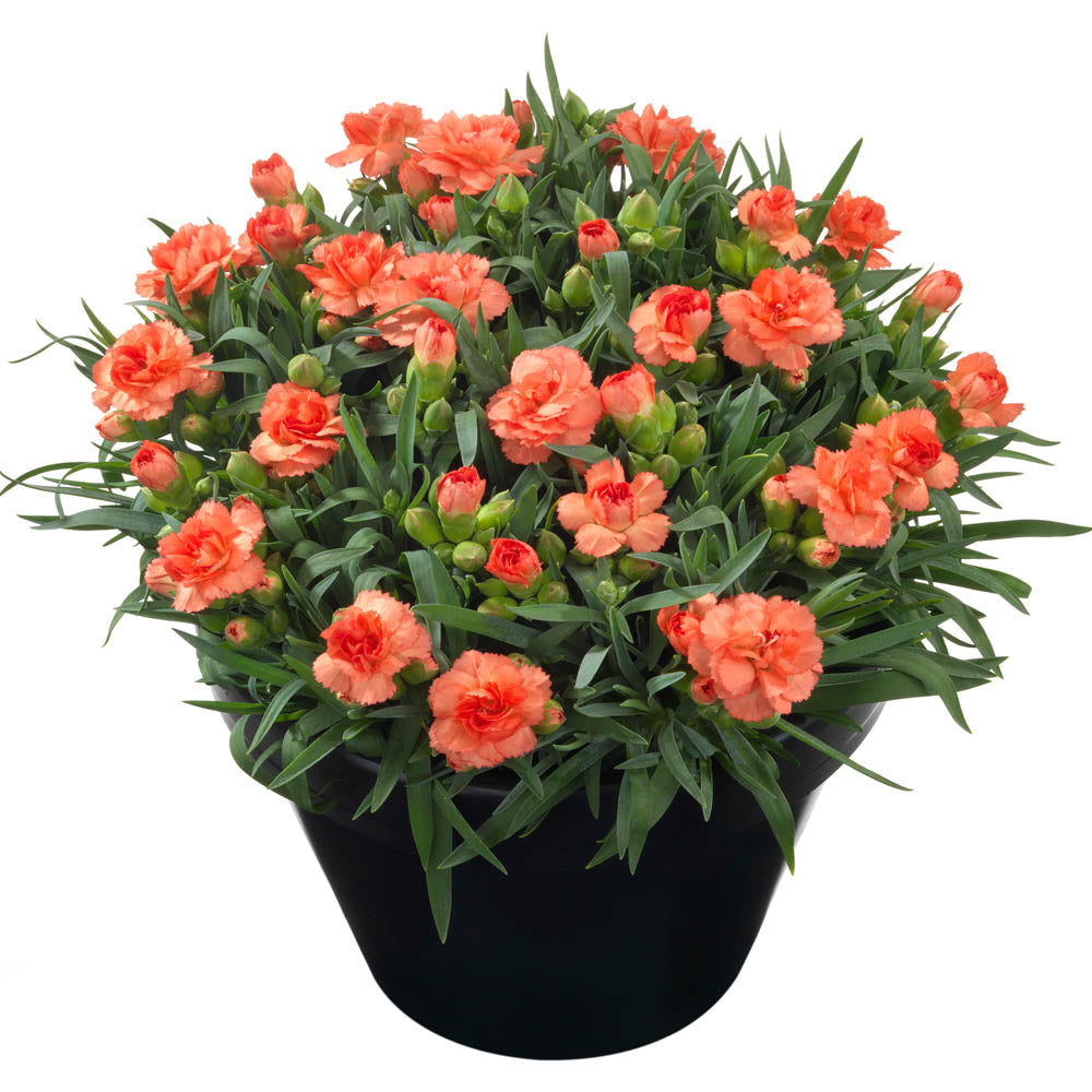 Dianthus Sunflor Cody