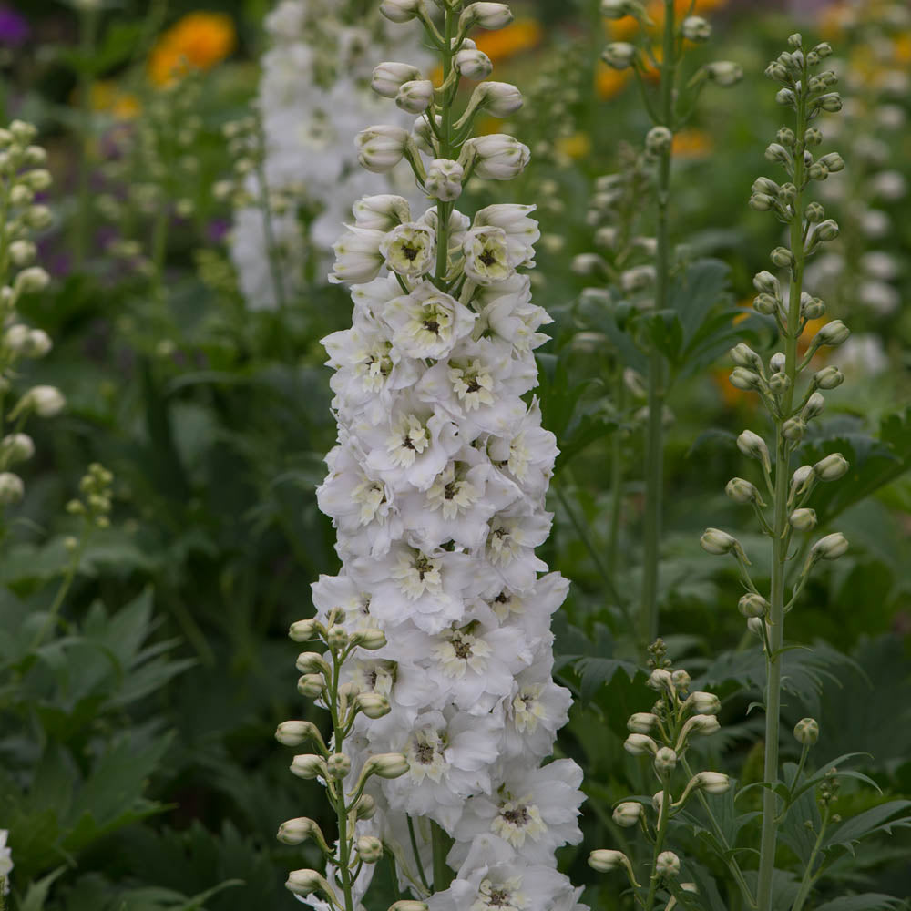 Delphinium Magic Fountain Pure White