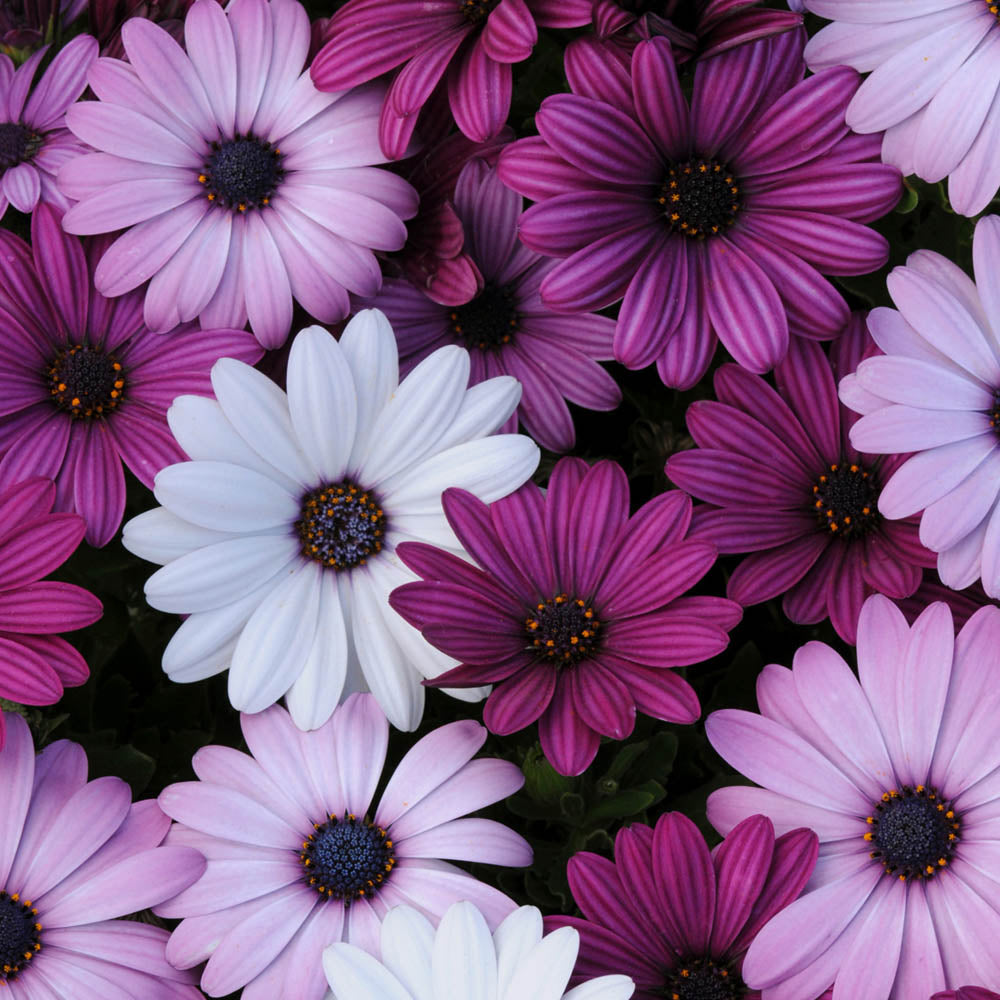 Osteospermum Akila Berries & Cream Mix
