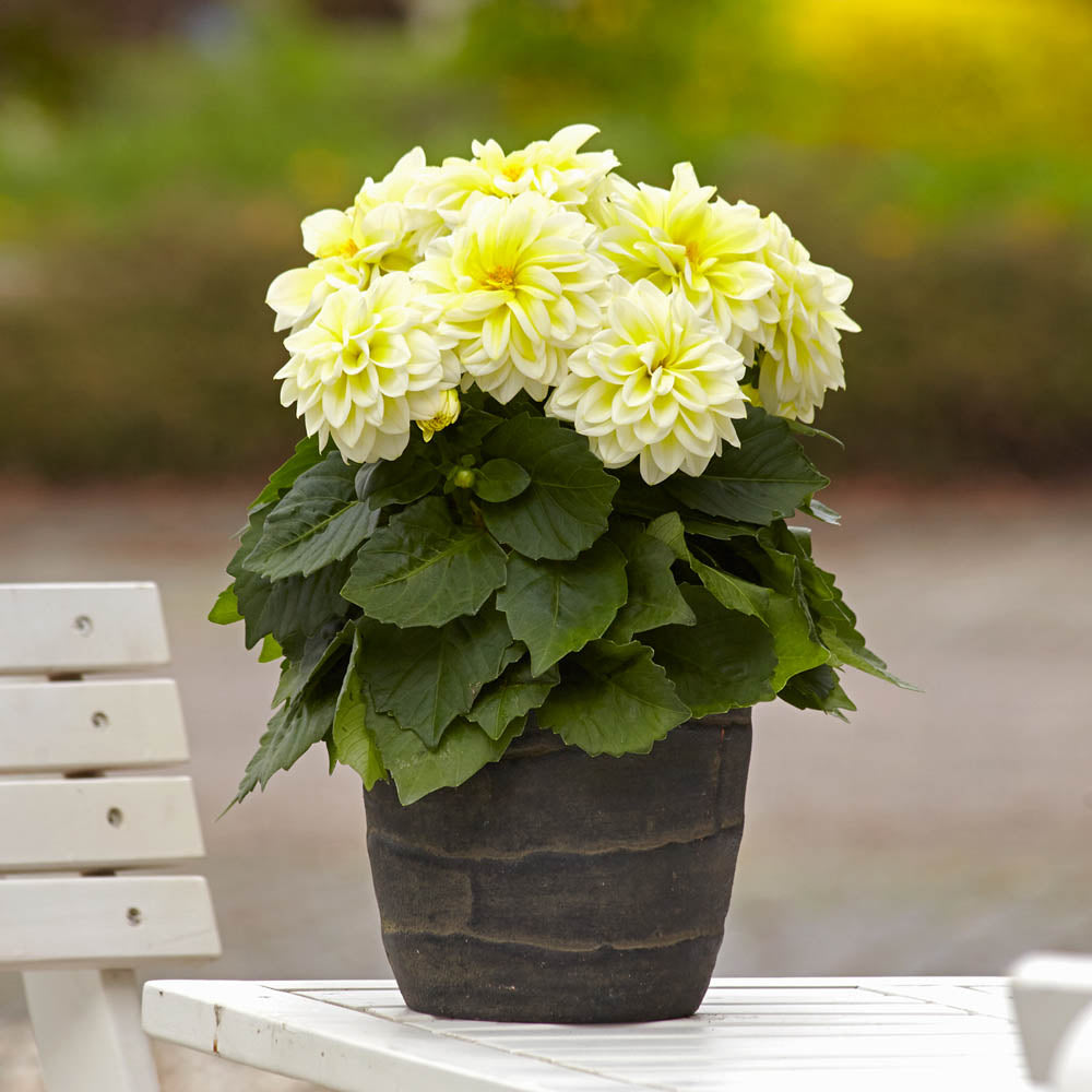 Dahlia Dahlietta 'Shirley'