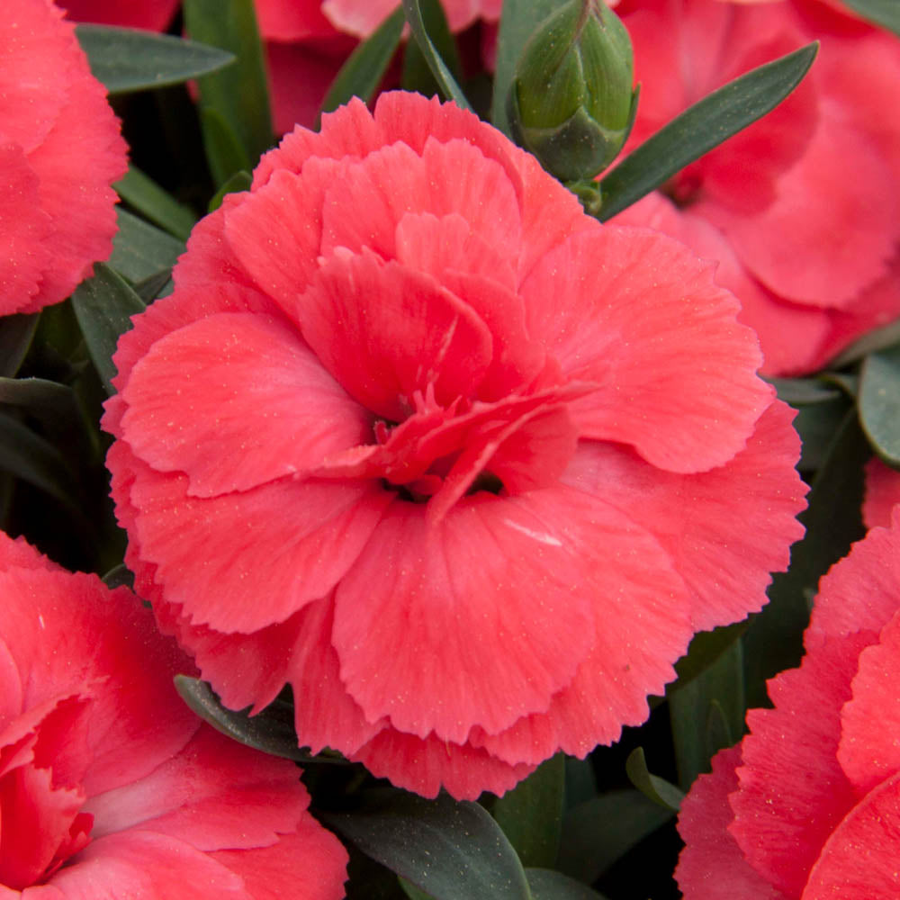Dianthus Oscar Salmon