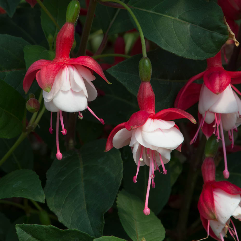 Fuchsia 'Snowcap'