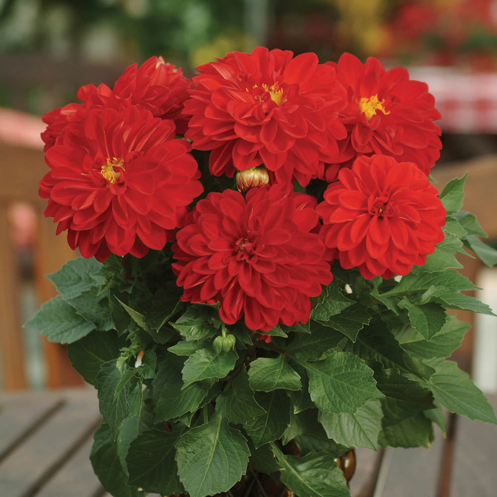 Dahlia Dahlietta Anna