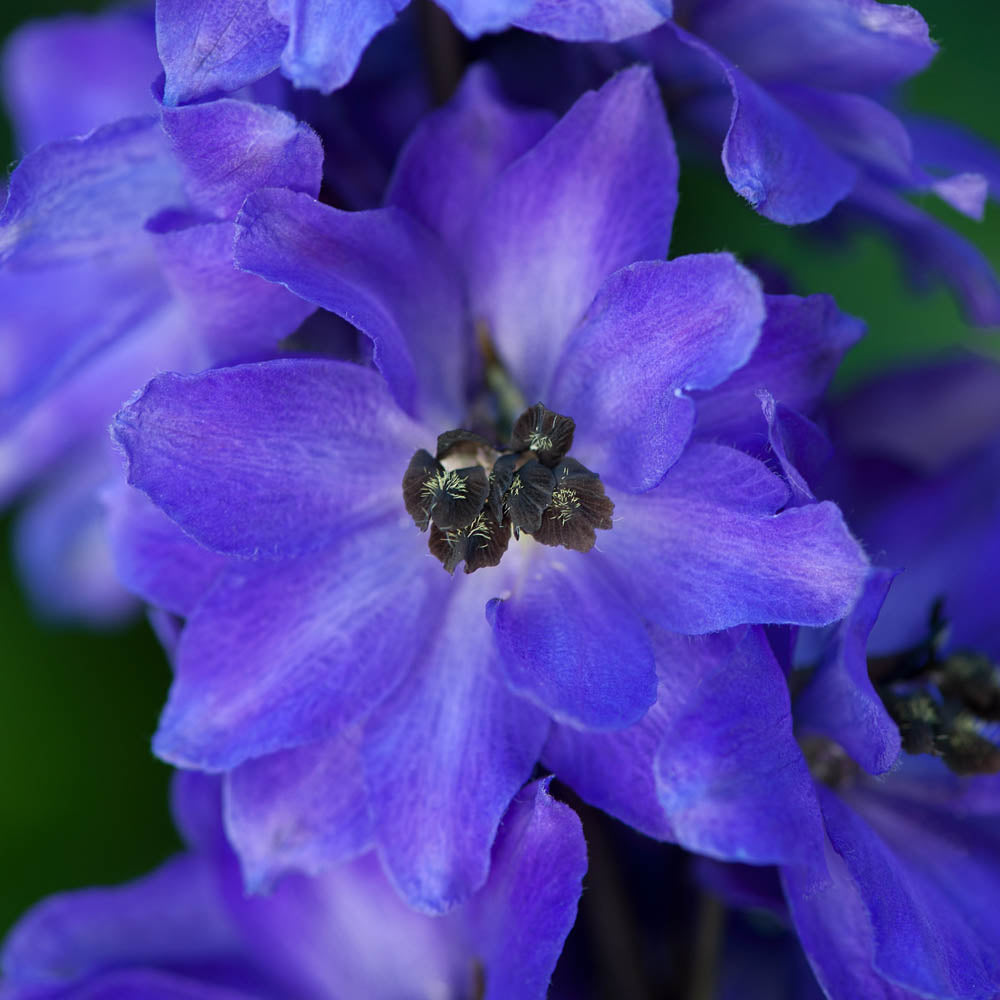 Delphinium Magic Fountain Dark Blue With Black Bee