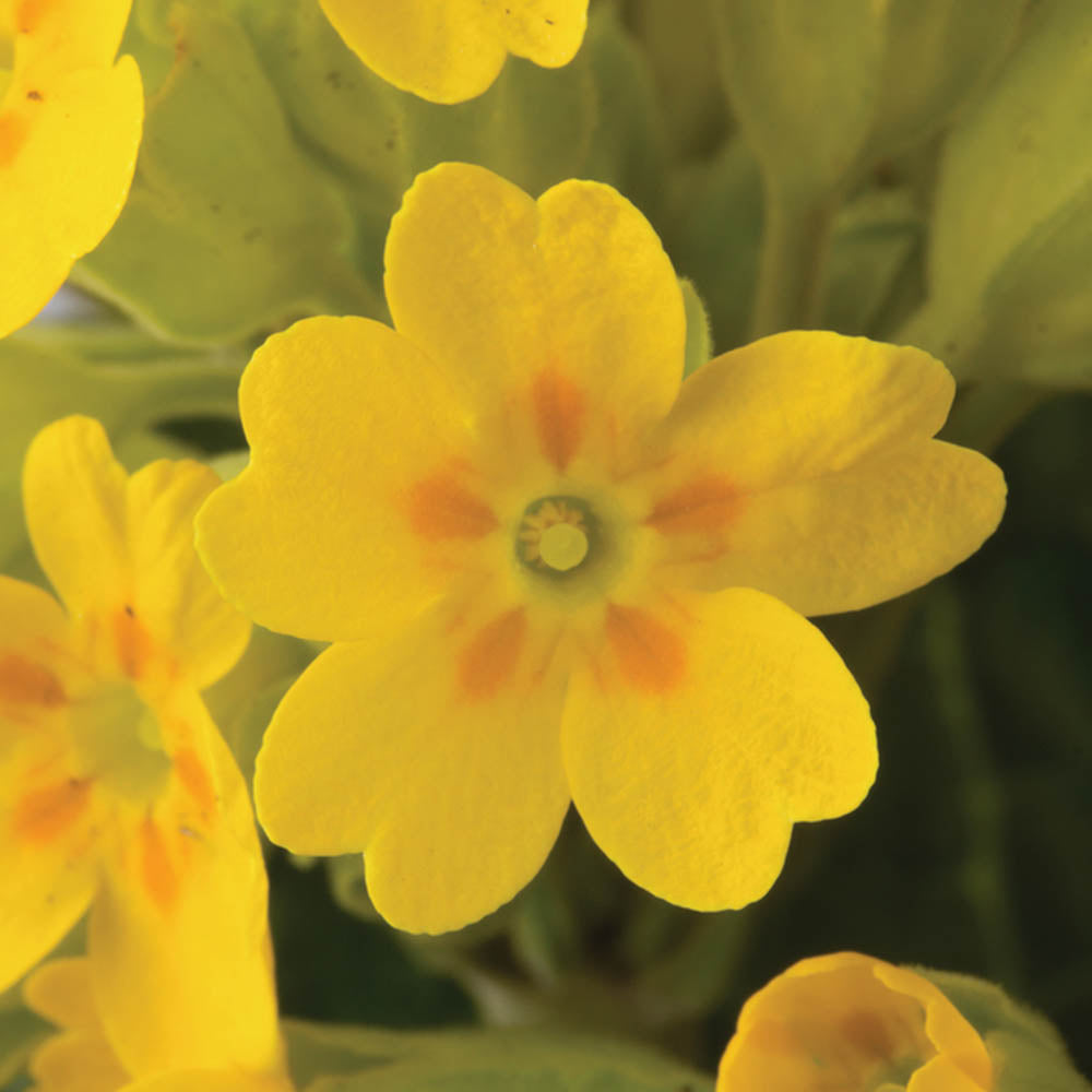 Primula veris Bright Yellow