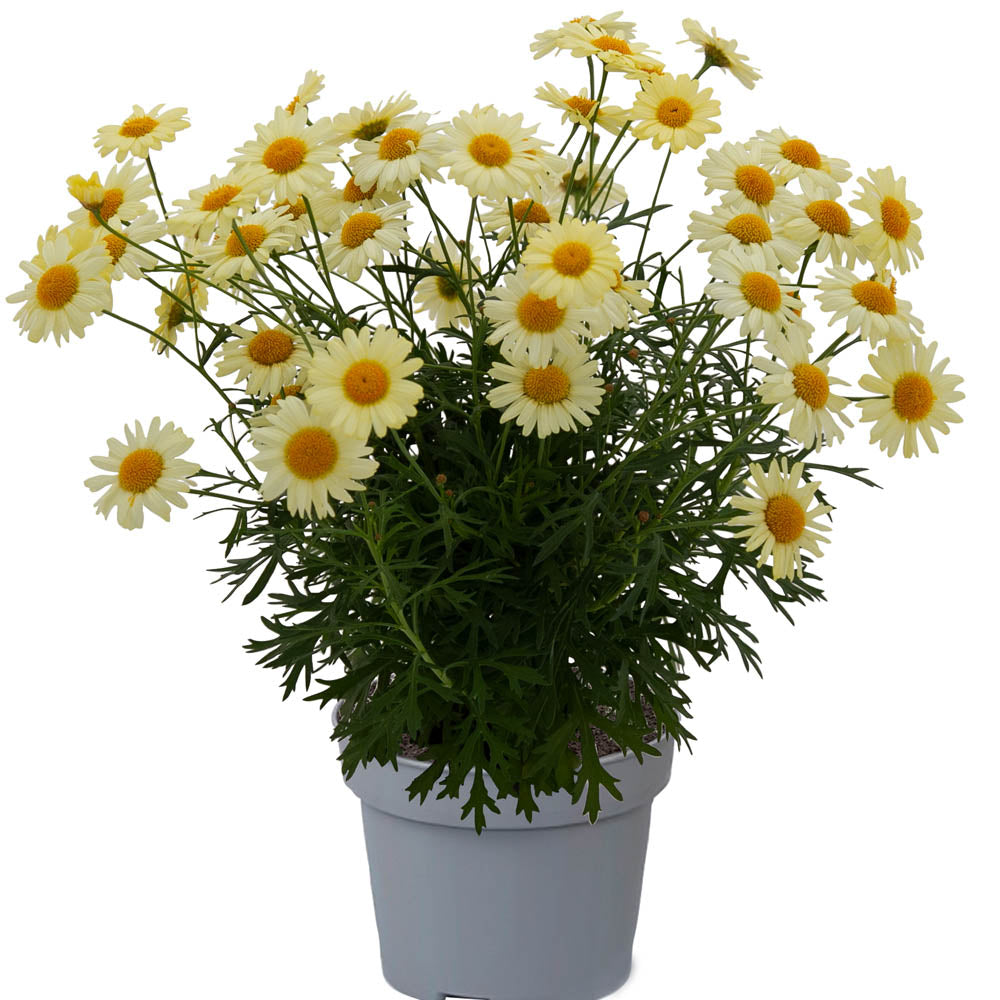 Argyranthemum Madeira Yellow