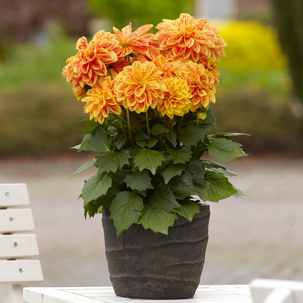 Dahlia Dahlietta Surprise Kelly