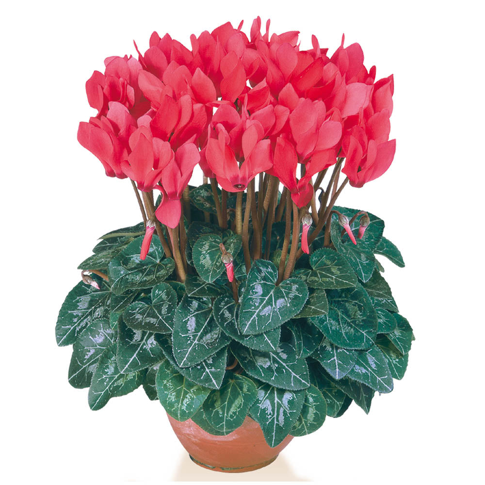 Cyclamen Metis Salmon Deep