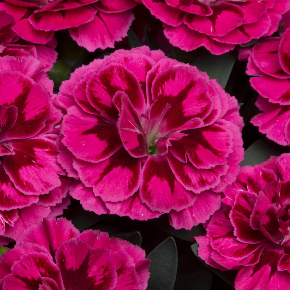 Dianthus Oscar Purple Wings