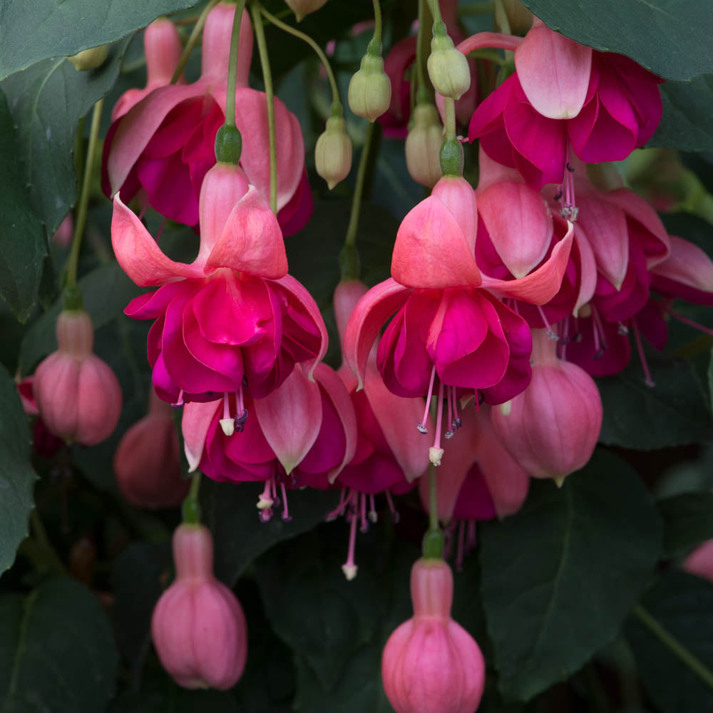 Fuchsia 'Garden News'