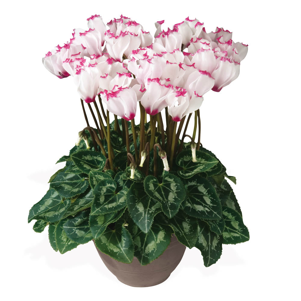 Cyclamen Metis Victoria