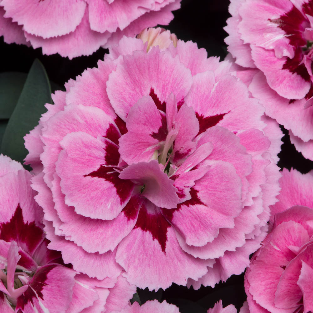 Dianthus Oscar Pink & Purple