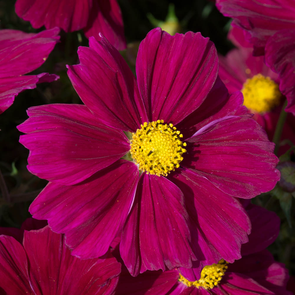 Cosmos Apollo Bright Carmine