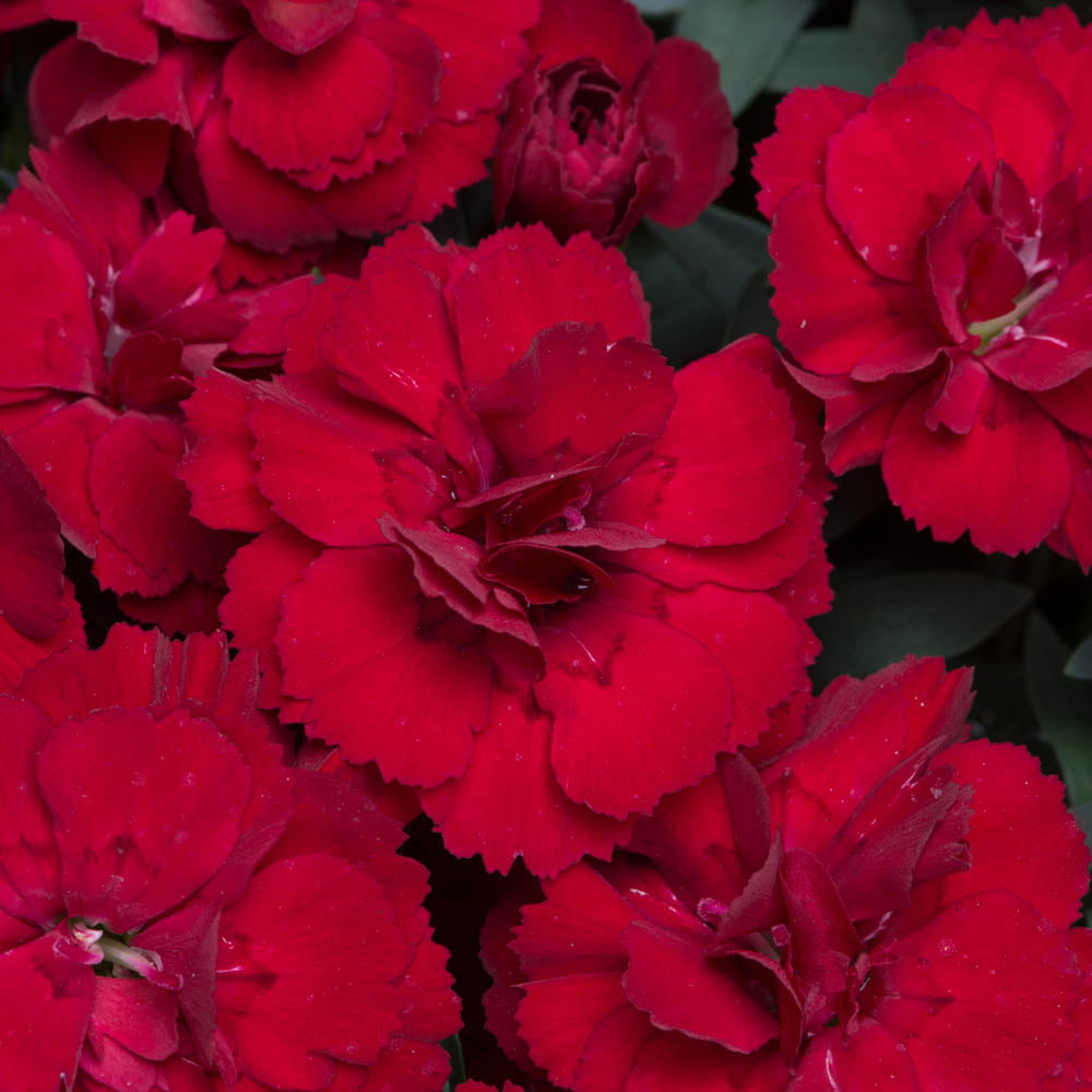 Dianthus Oscar Dark Red