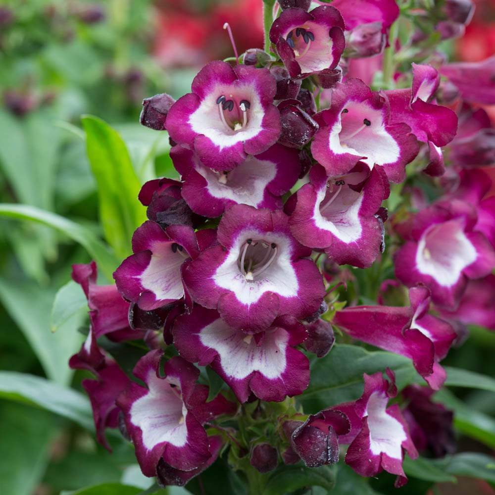 Penstemon 'Partybells Violet'