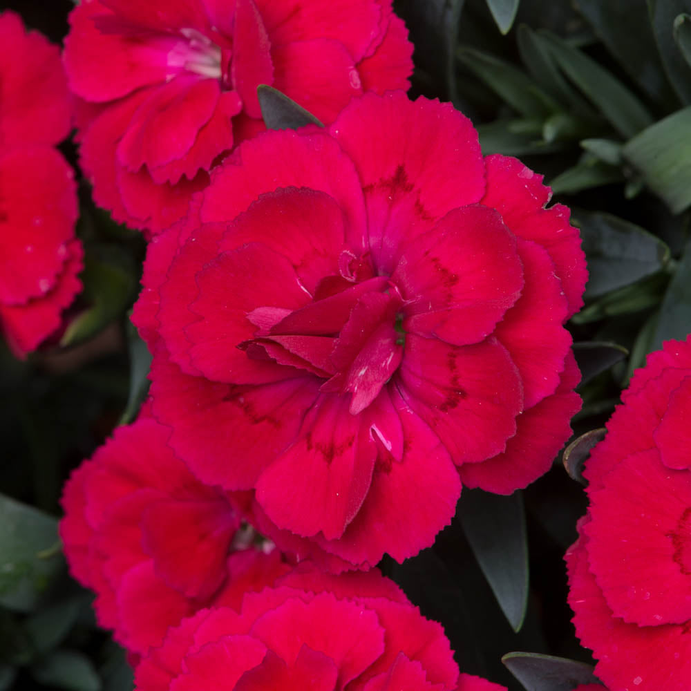 Dianthus Oscar Cherry