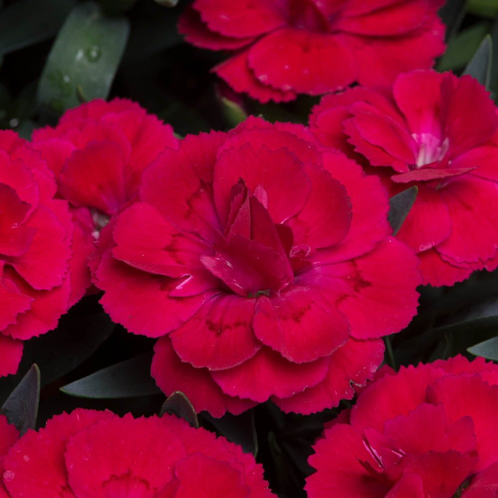 Dianthus Oscar Red