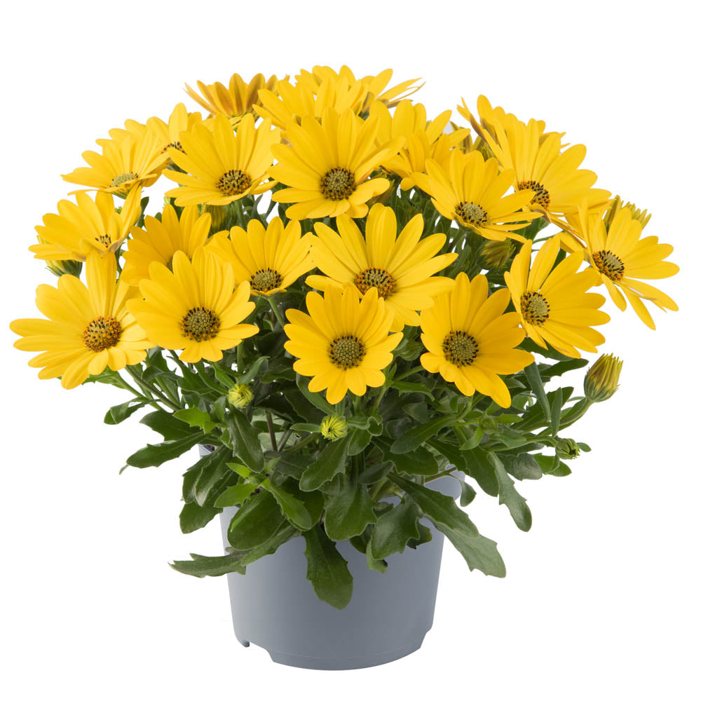 Osteospermum Dalina Yellow