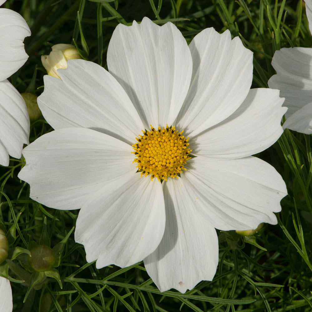 Cosmos 'Apollo White'