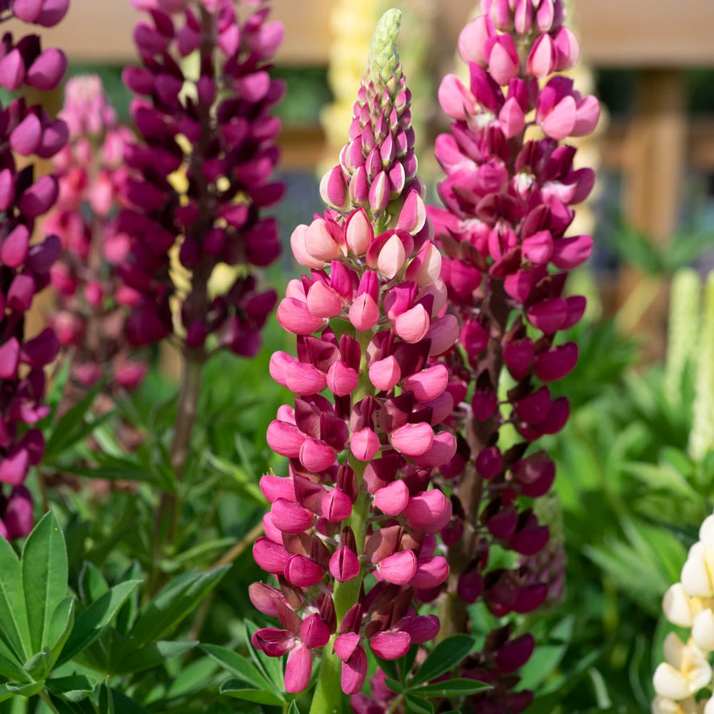 Lupin 'Legendary Red Shades'