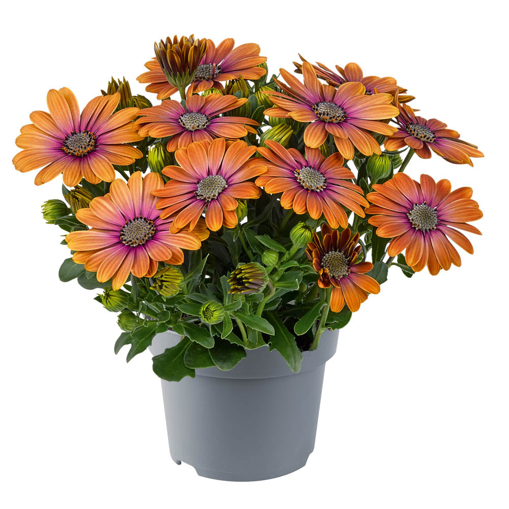 Osteospermum Dalina Pink Eyed Beauty