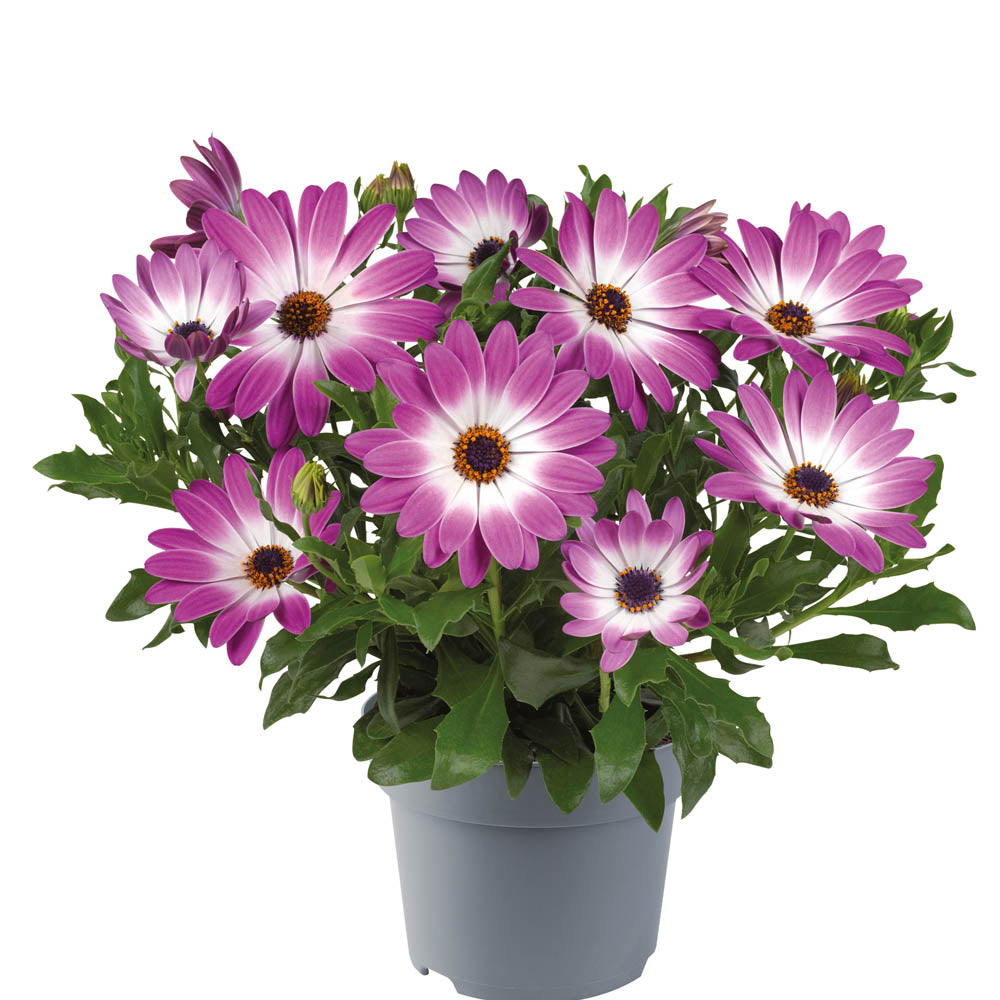 Osteospermum Rose Bicolor