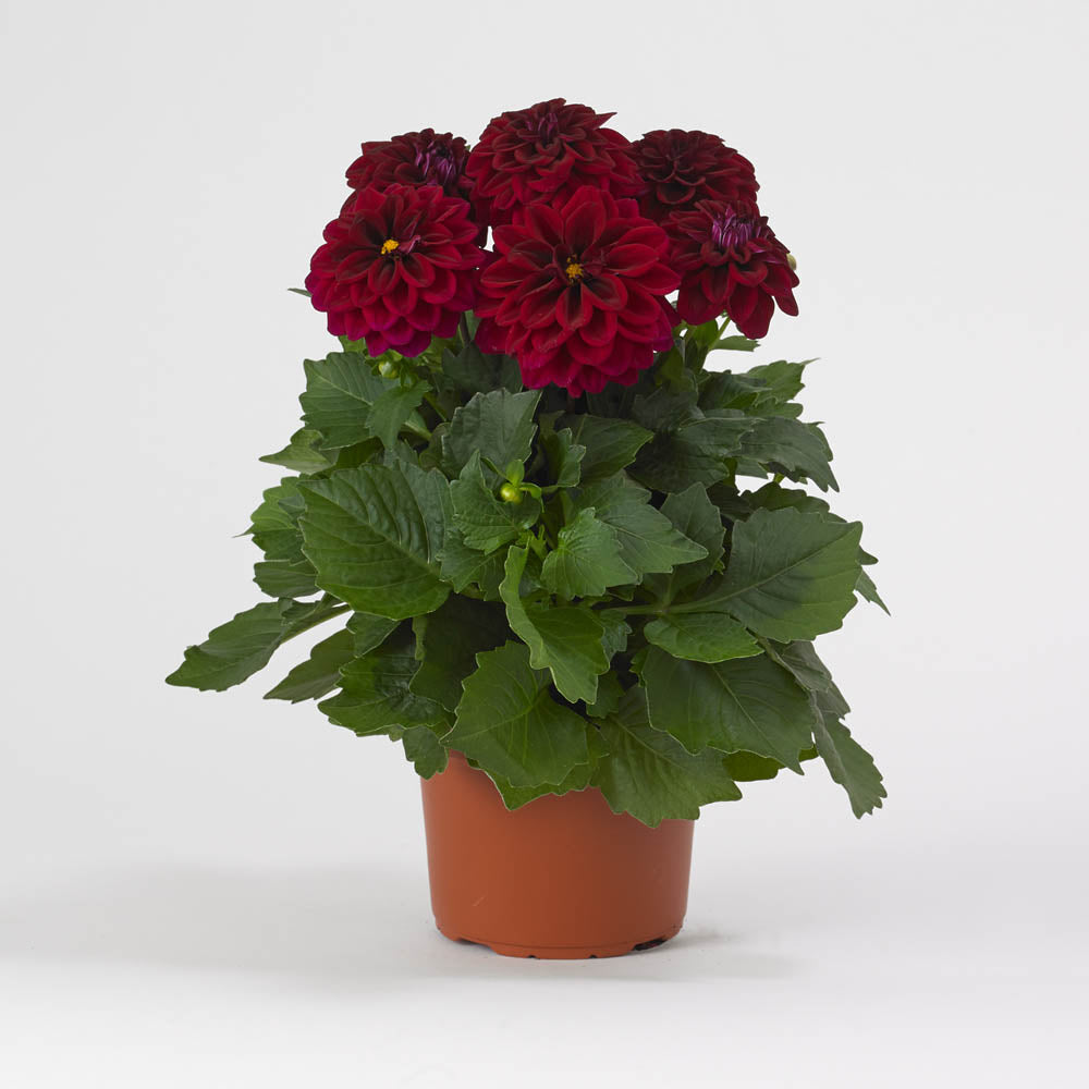 Dahlia Dahliaietta 'Patty'