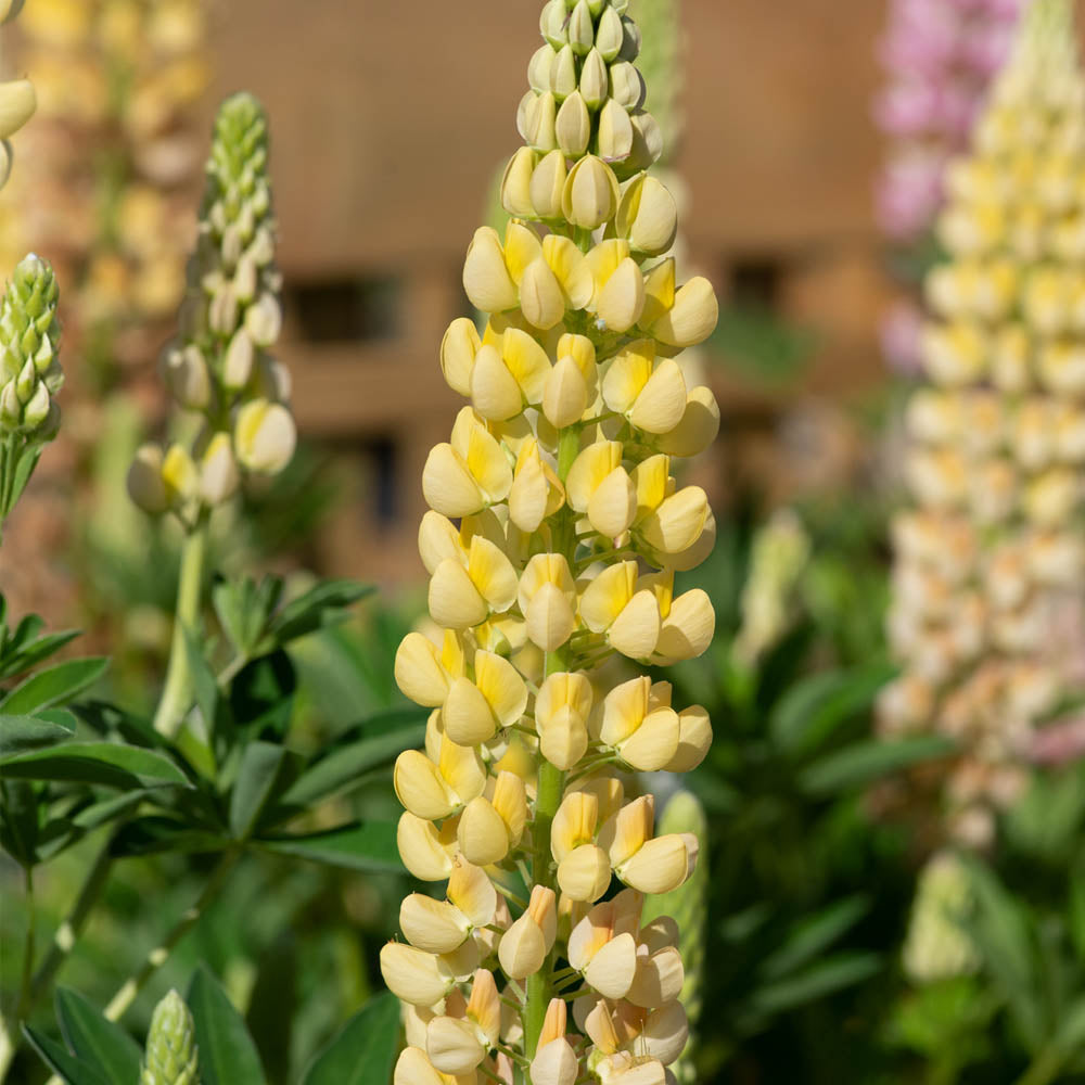 Lupin Legendary Yellow Shades