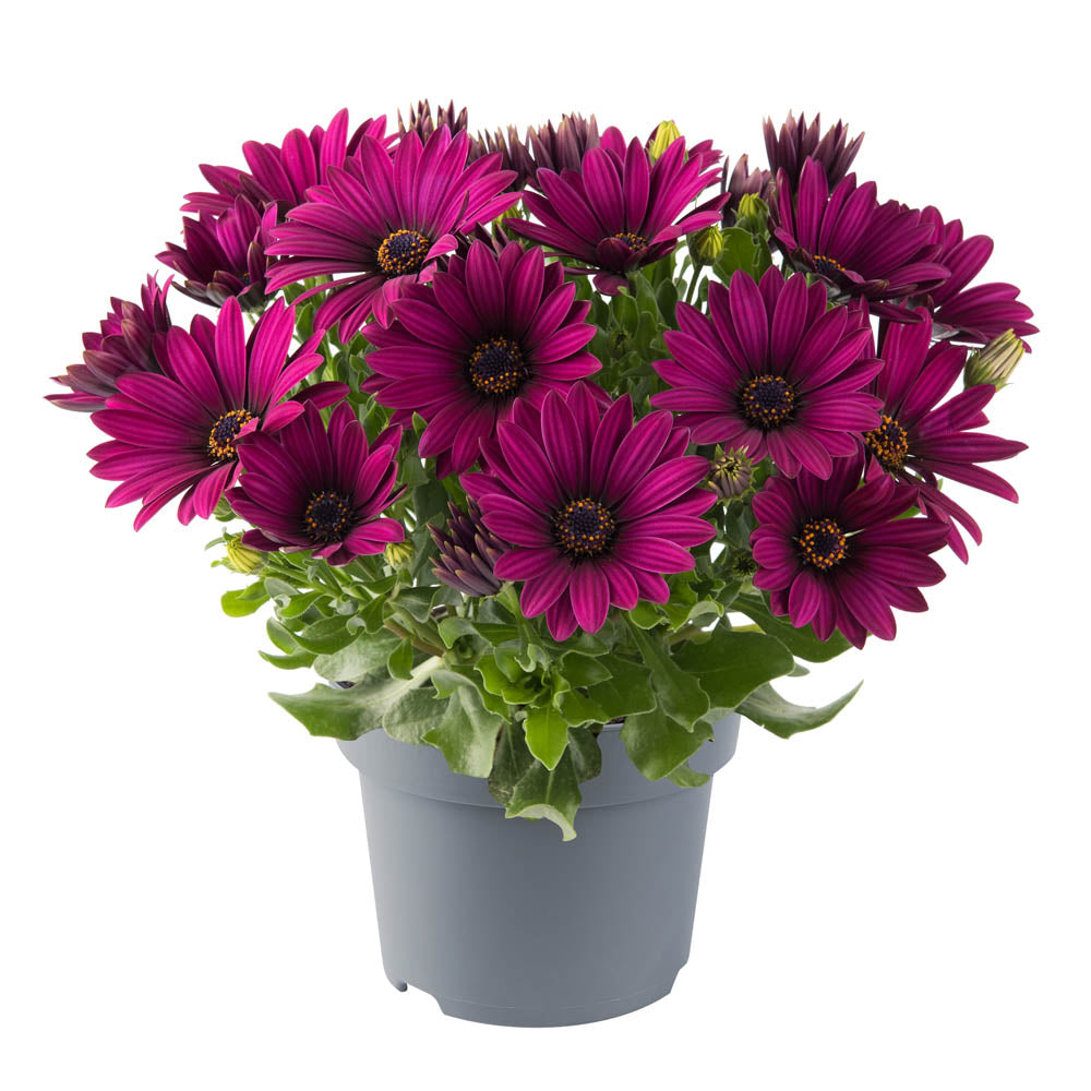 Osteospermum Dalina Double Purple