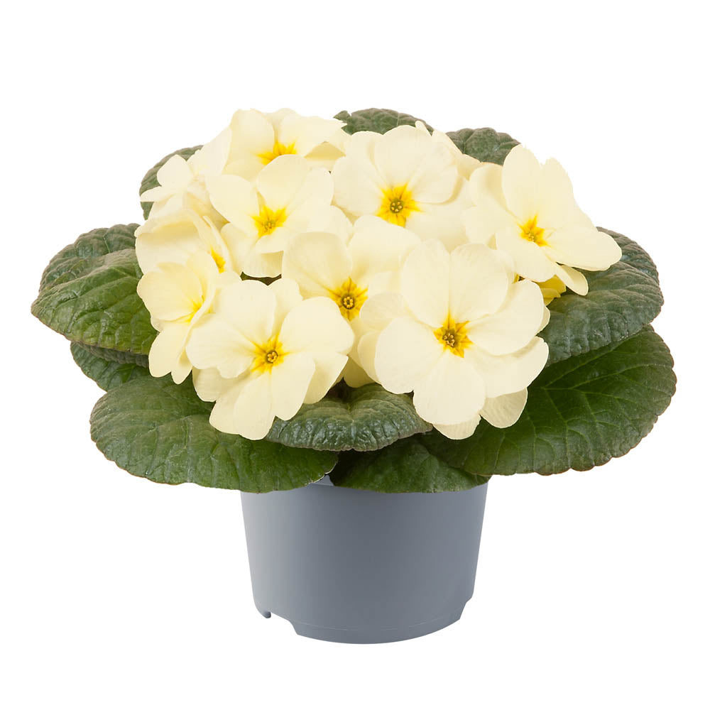 Primula Obsidian Light Yellow