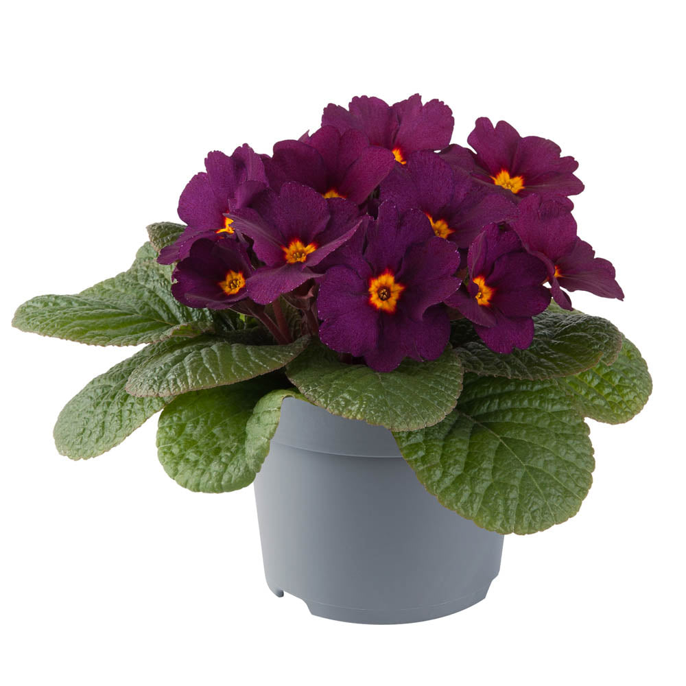 Primula 'Obsidian Purple'