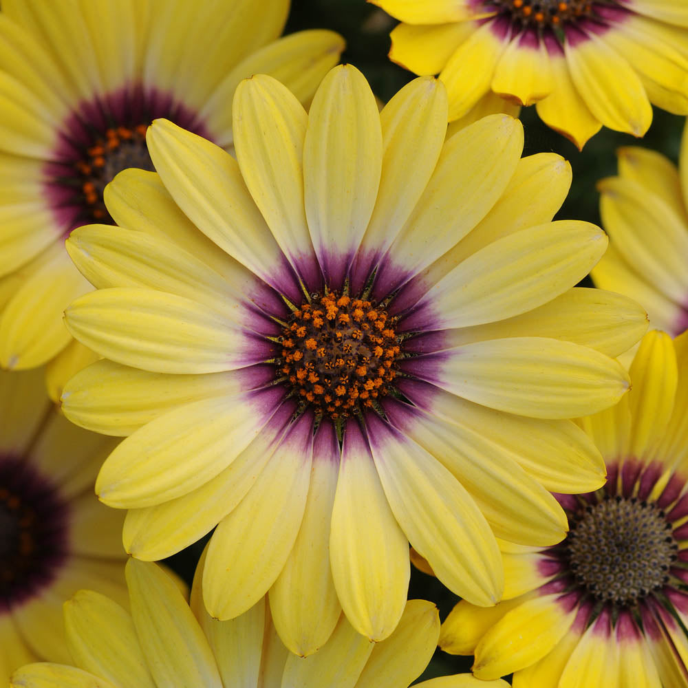 Osteospermum Dalina Blue Eyed Beauty