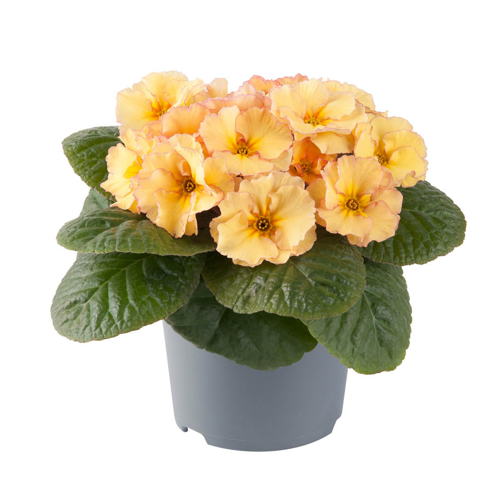 Primula 'Obsidian Peach'