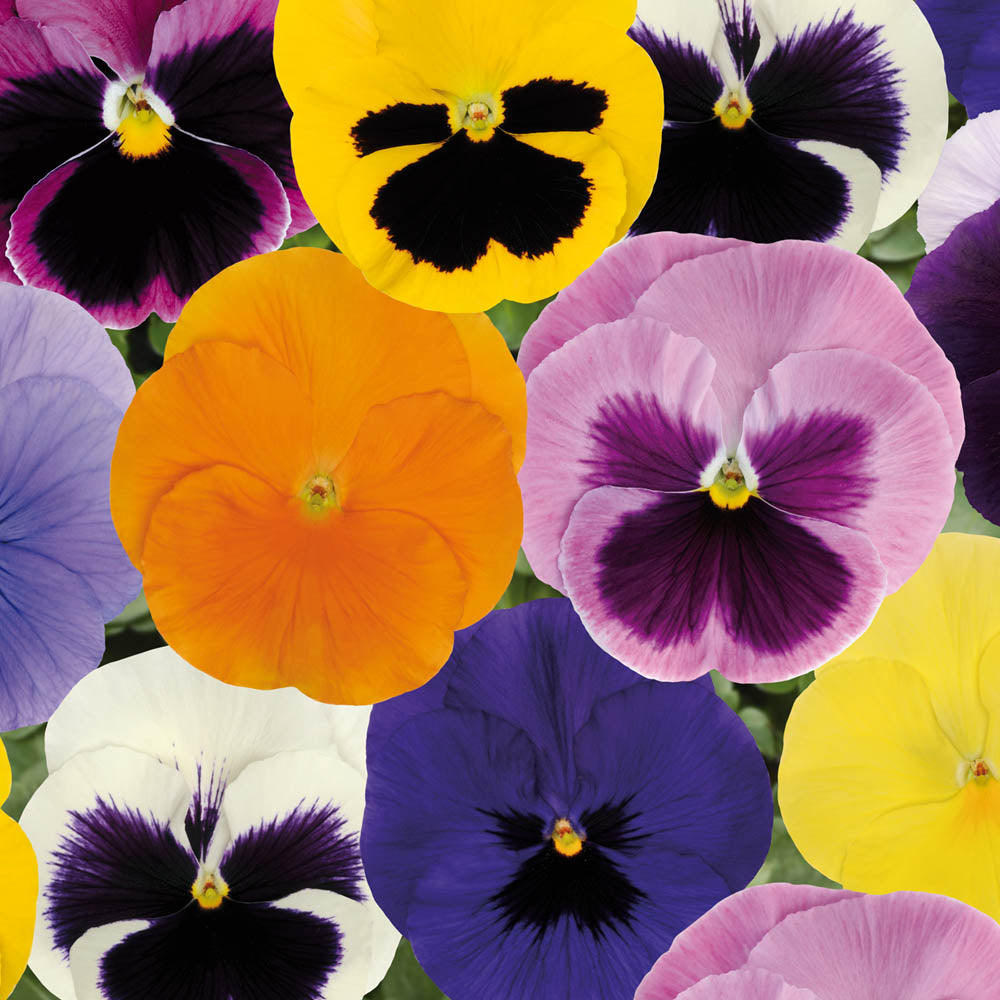 Pansy Spring Select Mix