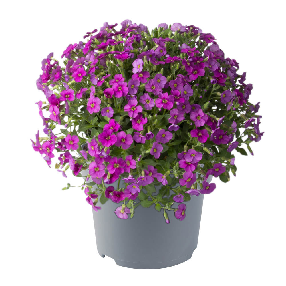 Aubrieta Florado Rose Red