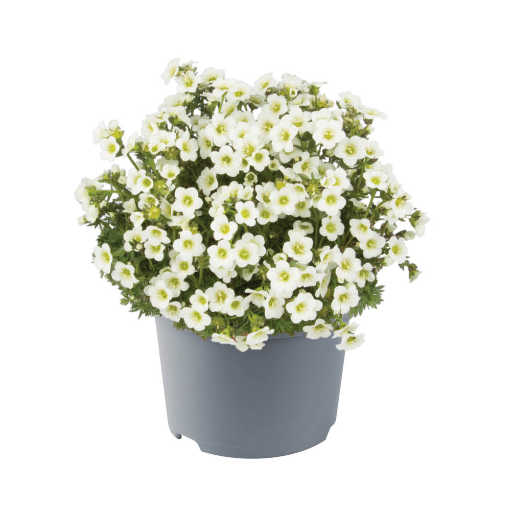 Saxifraga Marto White