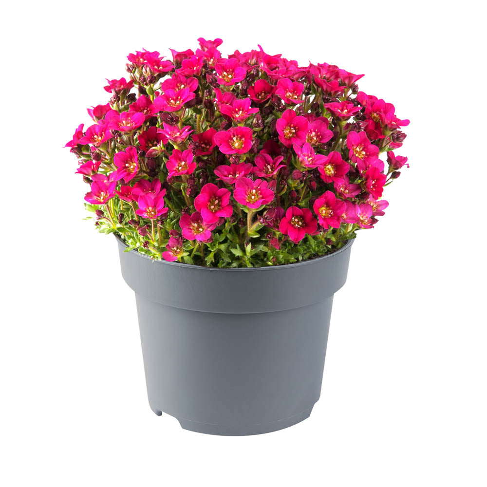 Saxifraga Marto Rose Improved