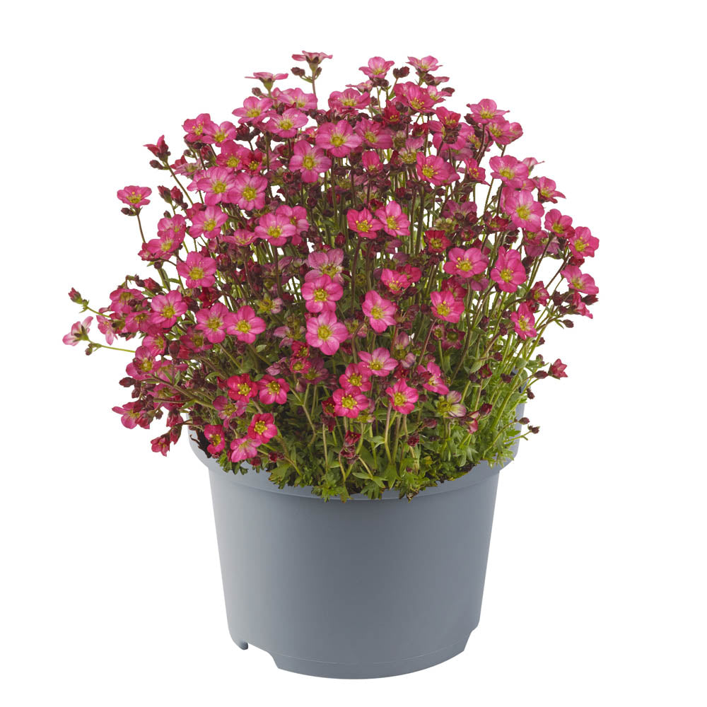 Saxifraga Marto Hot Rose