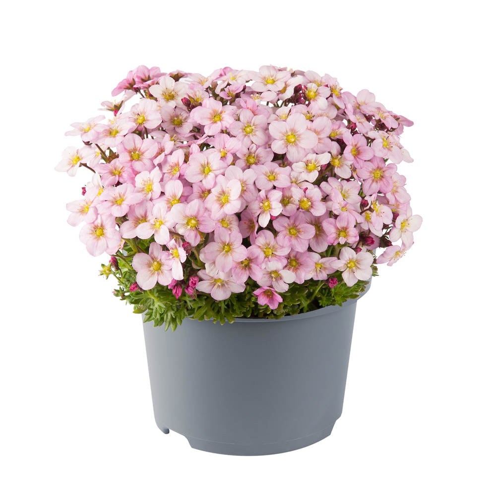 Saxifraga Ice Colours Appleblossom