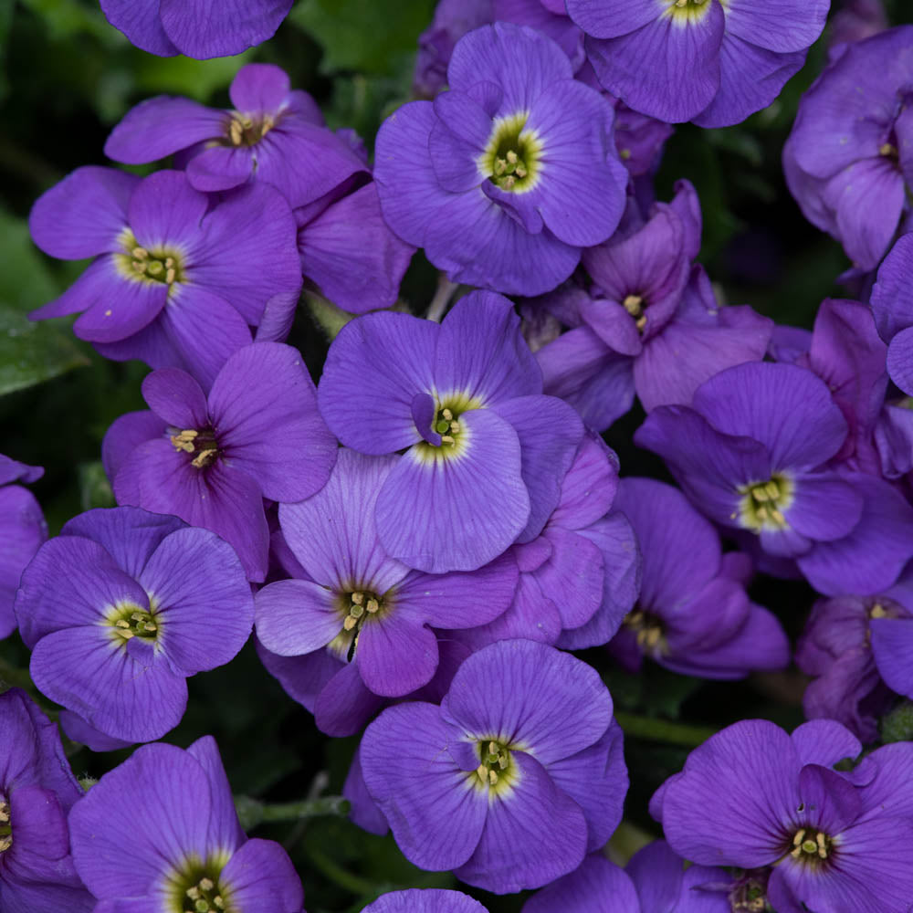 Aubrieta Florado Blue Eye