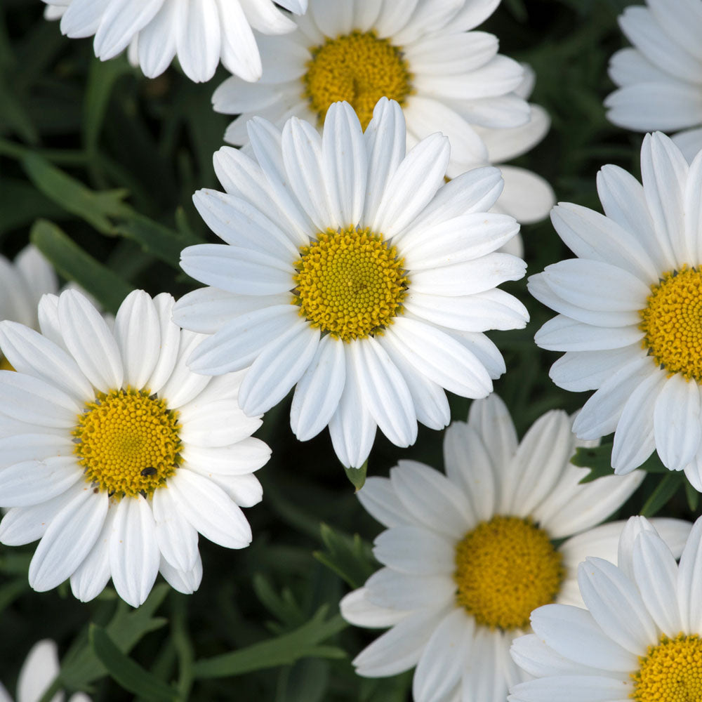 Argyranthemum Everest Classic White
