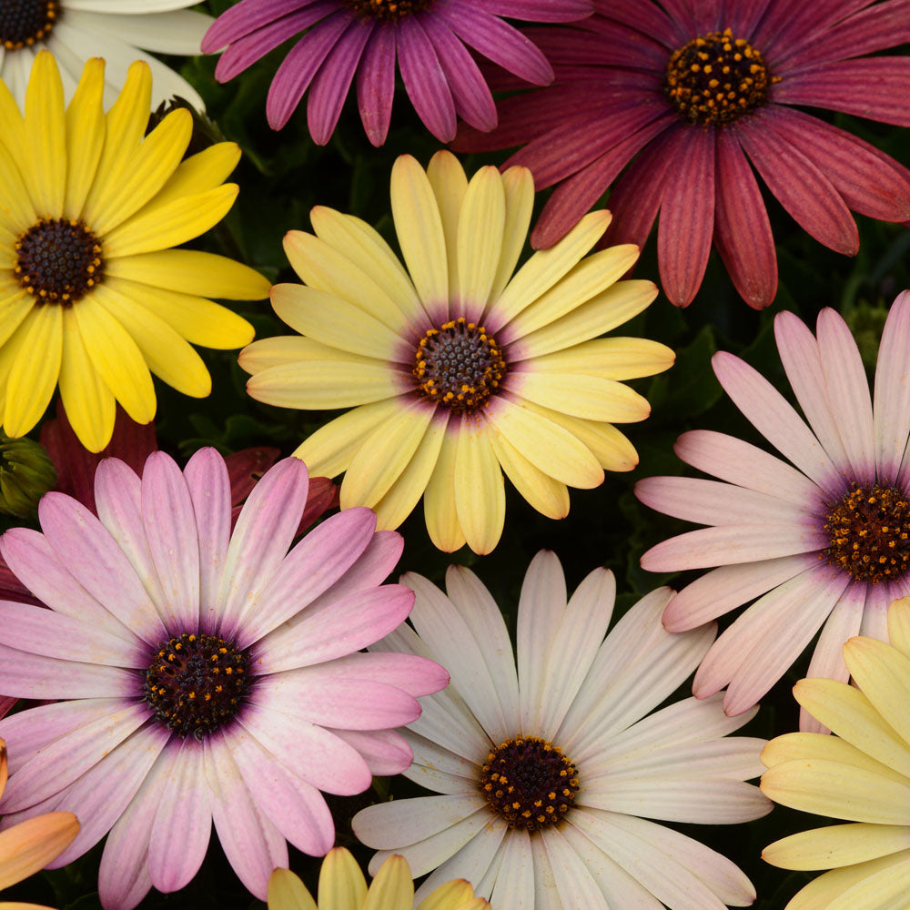 Osteospermum Akila Grand Canyon Mix