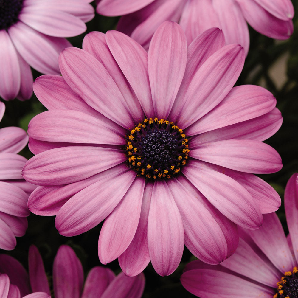 Osteospermum Akila Lavender Shades