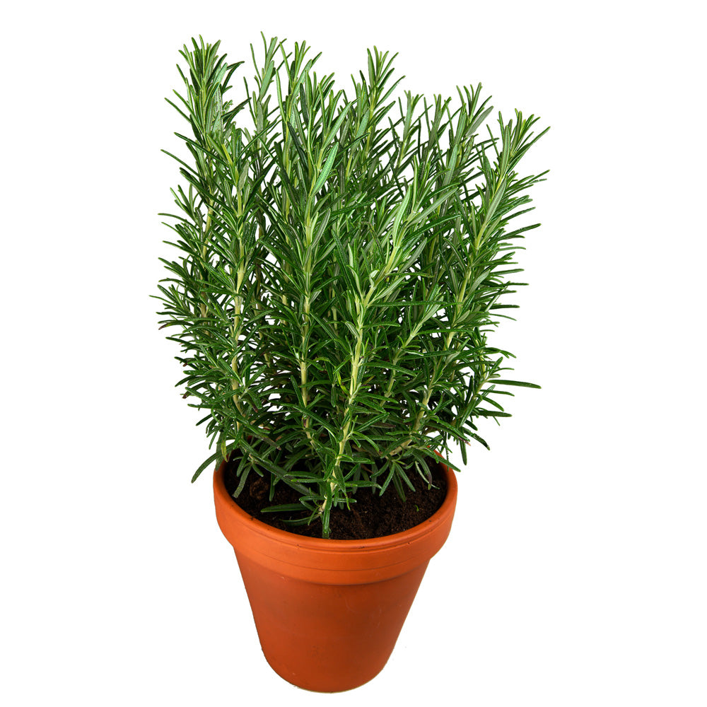 Rosmarinus 'Green Rosi'