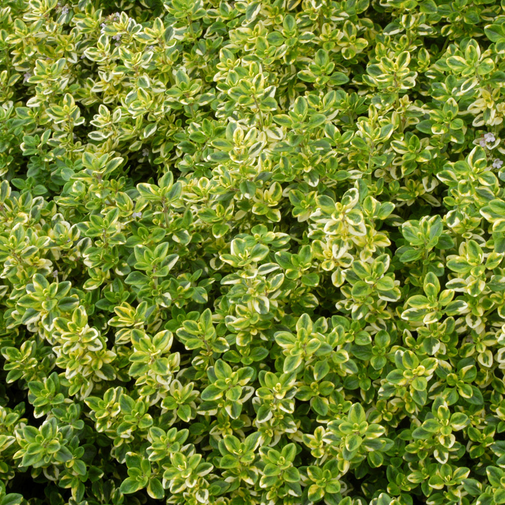 Thyme 'Golden Queen'