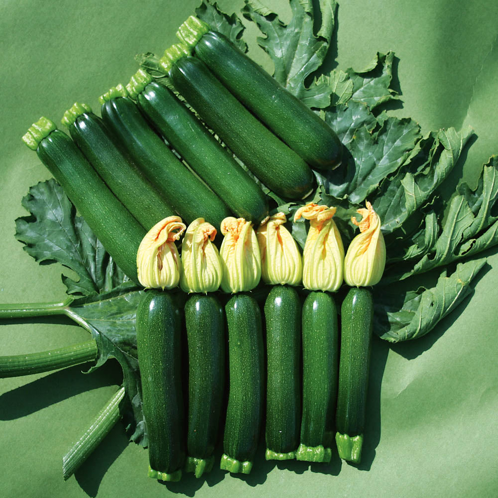 Courgette 'Midnight'