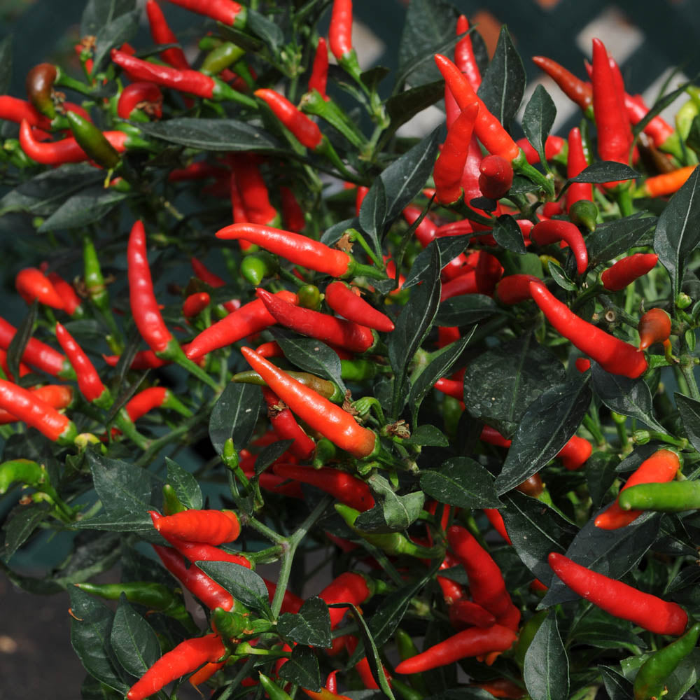 Chilli Pepper 'Demon Red'